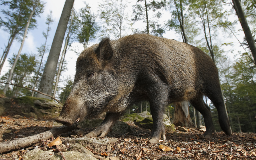 sanglier-ours-foix-confond