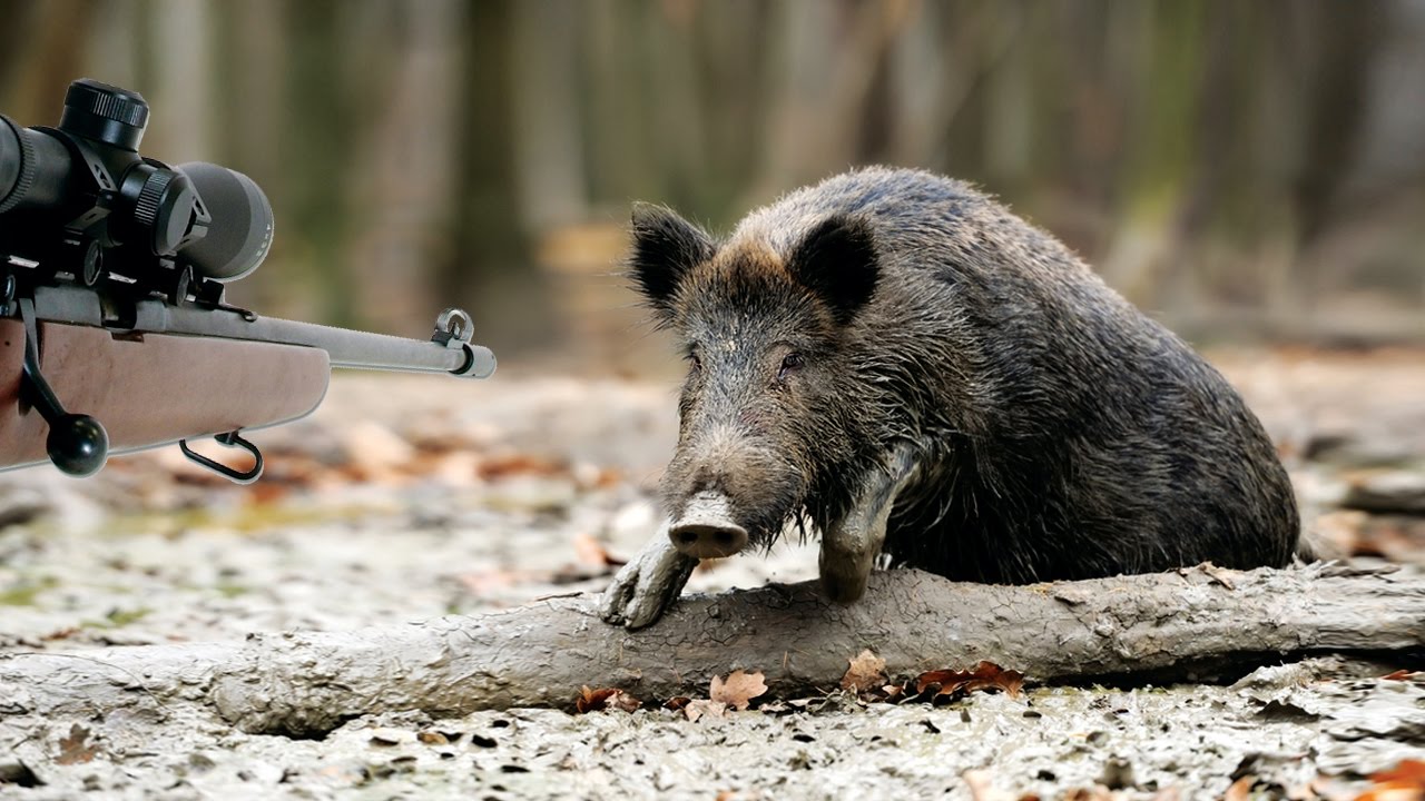 Un chasseur gravement blessé par un sanglier dans l’Hérault