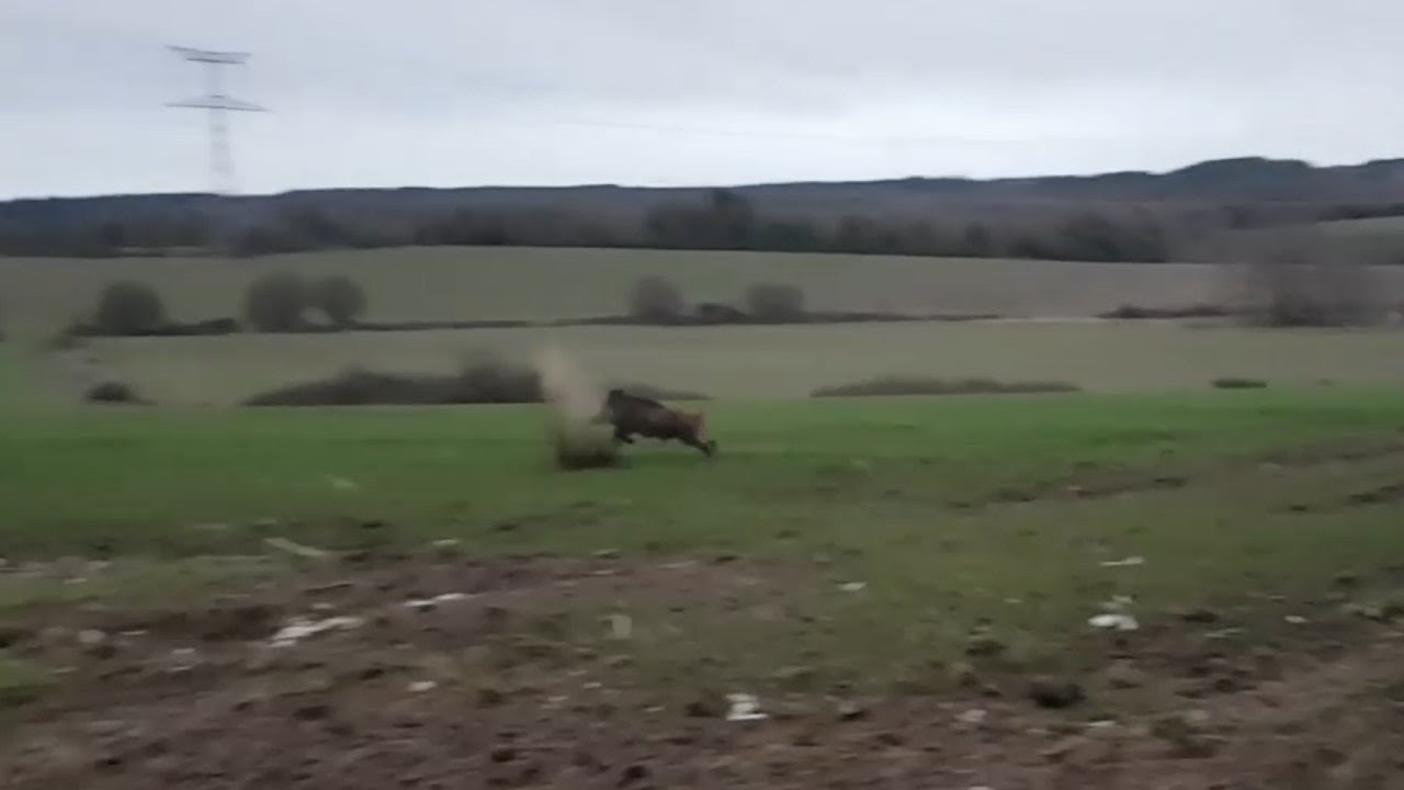 Vidéo : battue au sanglier en Bretagne