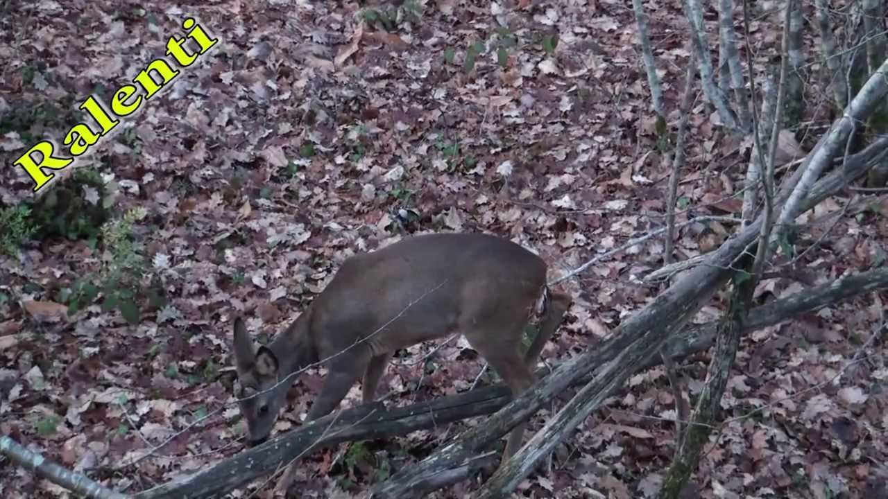 Vidéo : chasse à l’arc compilation de tirs (chevreuils, cervidés, ragondins)