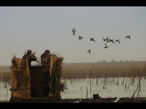 Vidéo : chasse au gibier d’eau en Camargue