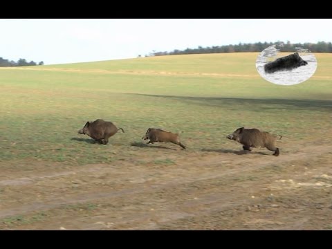 Vidéo : chasse au grand gibier en Allemagne