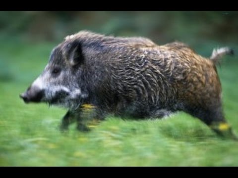 Vidéo : chasse au sanglier en Espagne