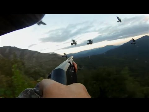 Vidéo : chasse au pigeon dans les cols