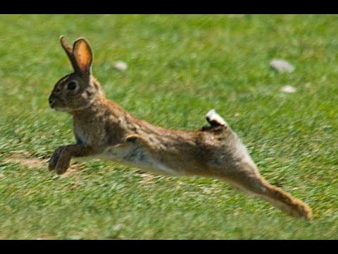 Vidéo : chasse du lapin de garenne en Espagne