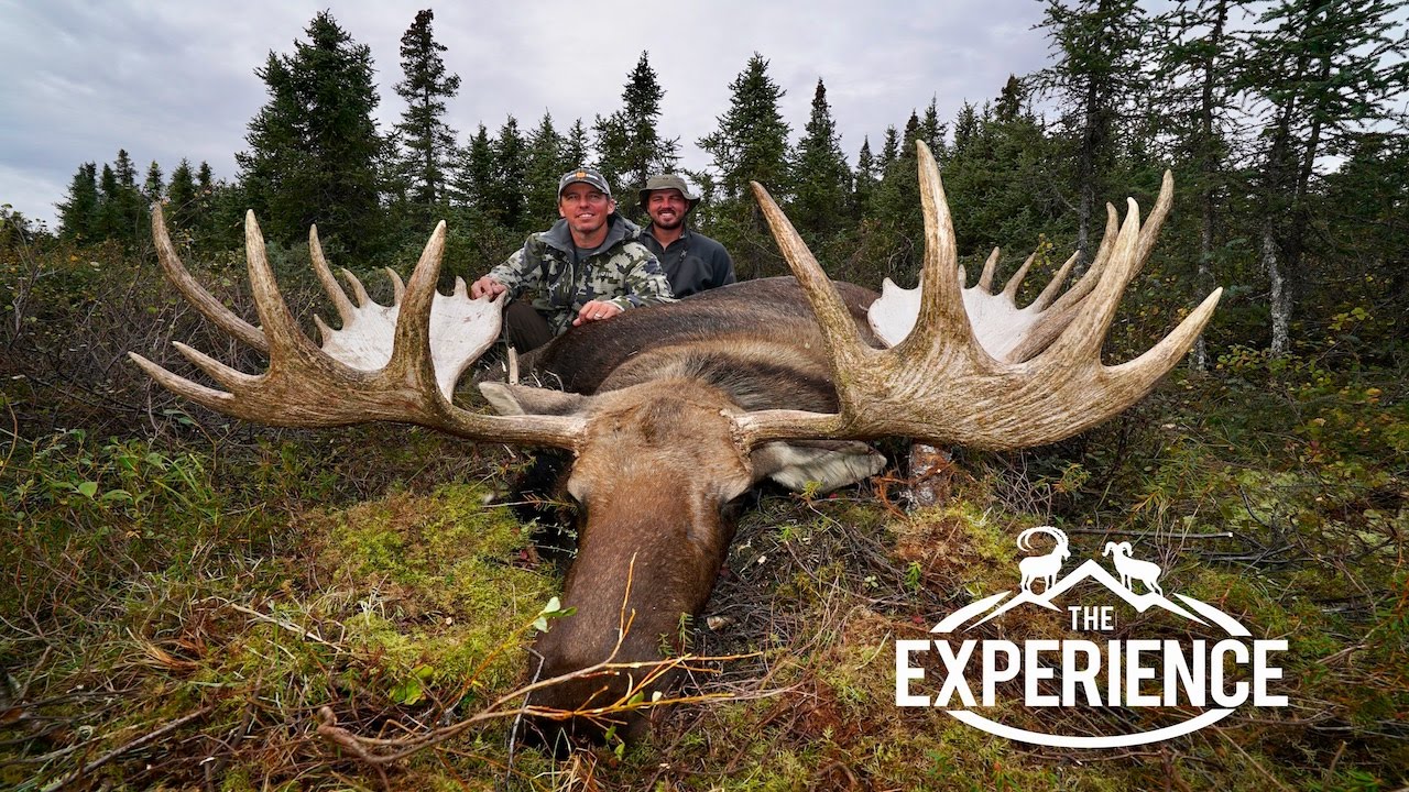 Vidéo : chasse d’un élan géant en Alaska