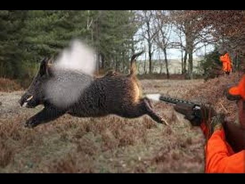 Vidéo : compilation de tirs chasse aux sangliers