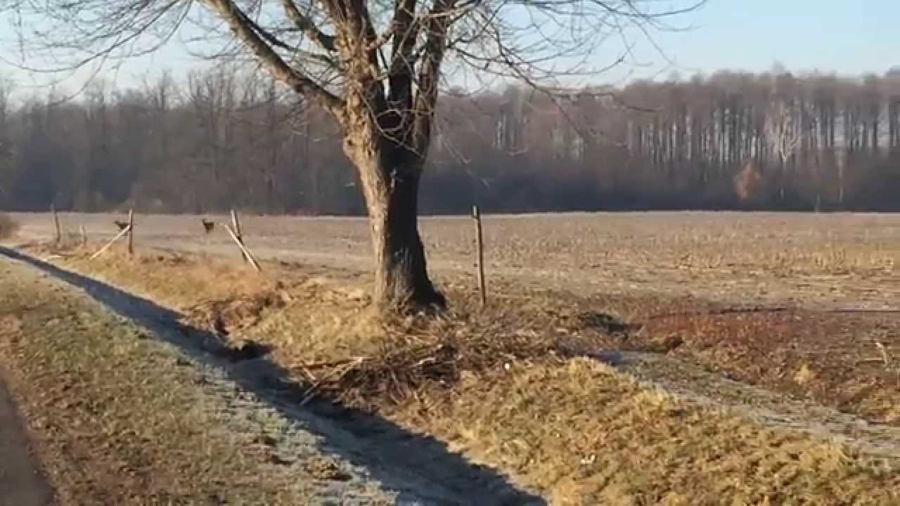 Vidéo : des centaines de cervidés traversent la route