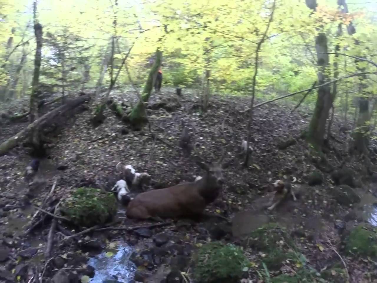 Vidéo : ferme sur un cerf