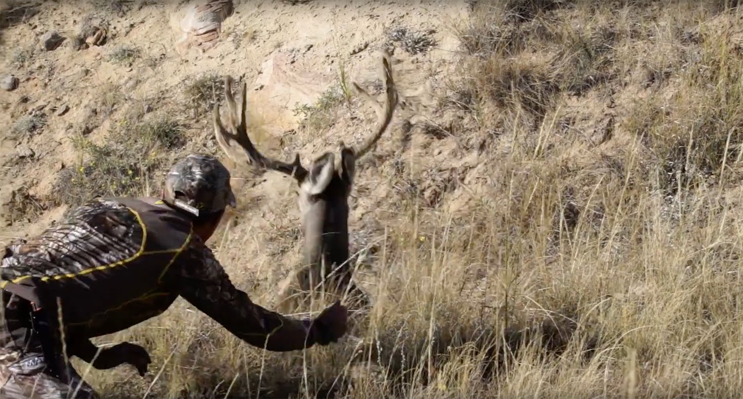 Vidéo : il approche un cerf de Virginie et lui touche les bois