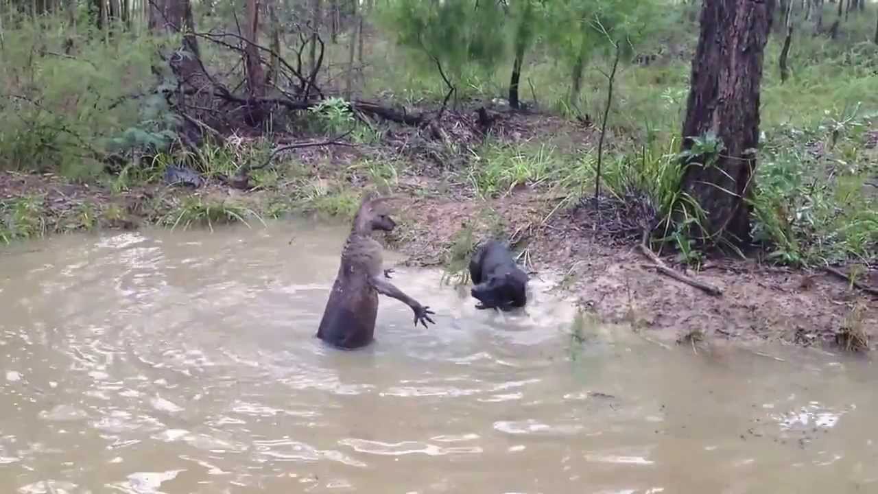 Vidéo kangourou VS chien