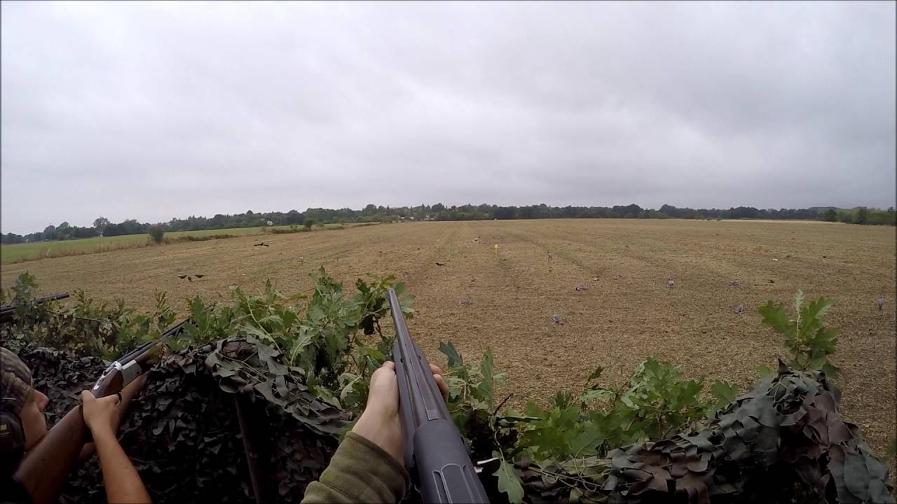 Vidéo : ouverture de la chasse au pigeon 2016