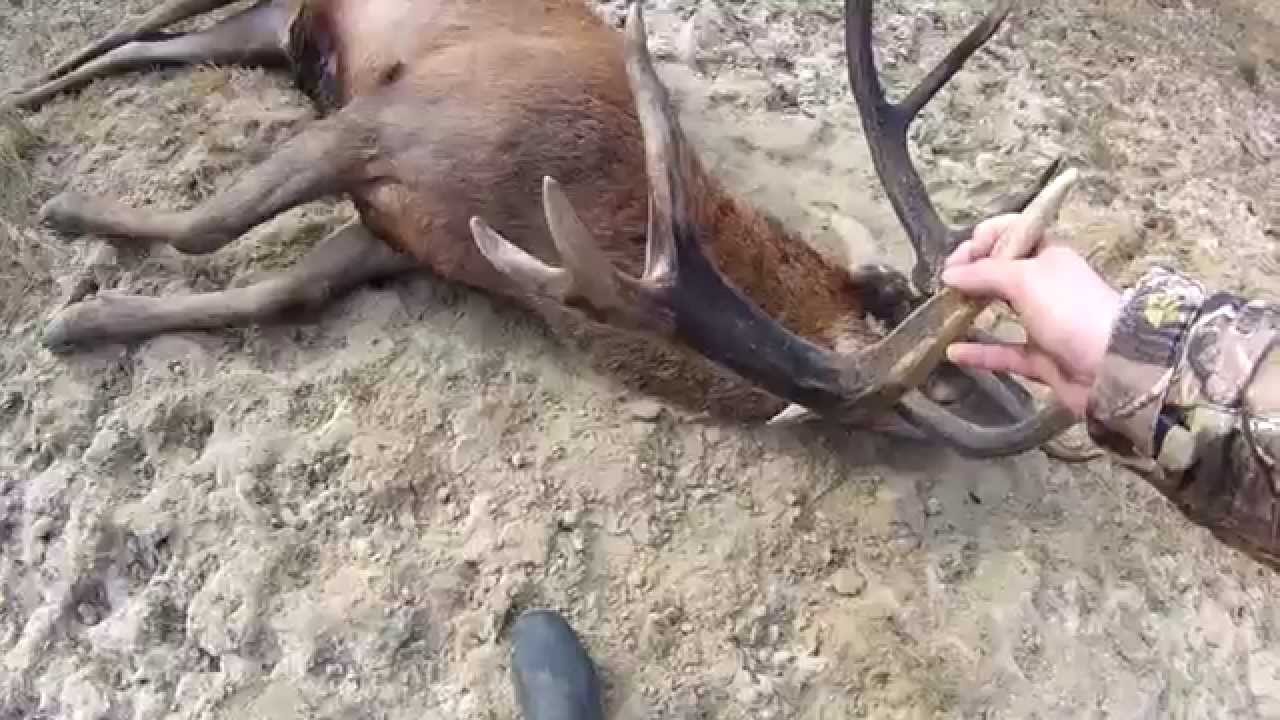 Vidéo : scènes et tirs de chasse en battue