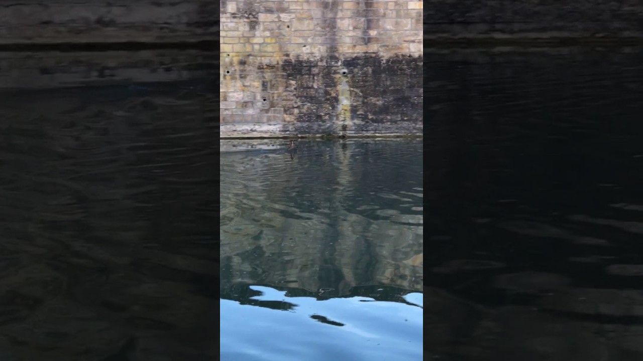 Vidéo : un chevreuil se baigne en centre ville de Châlons en Champagne