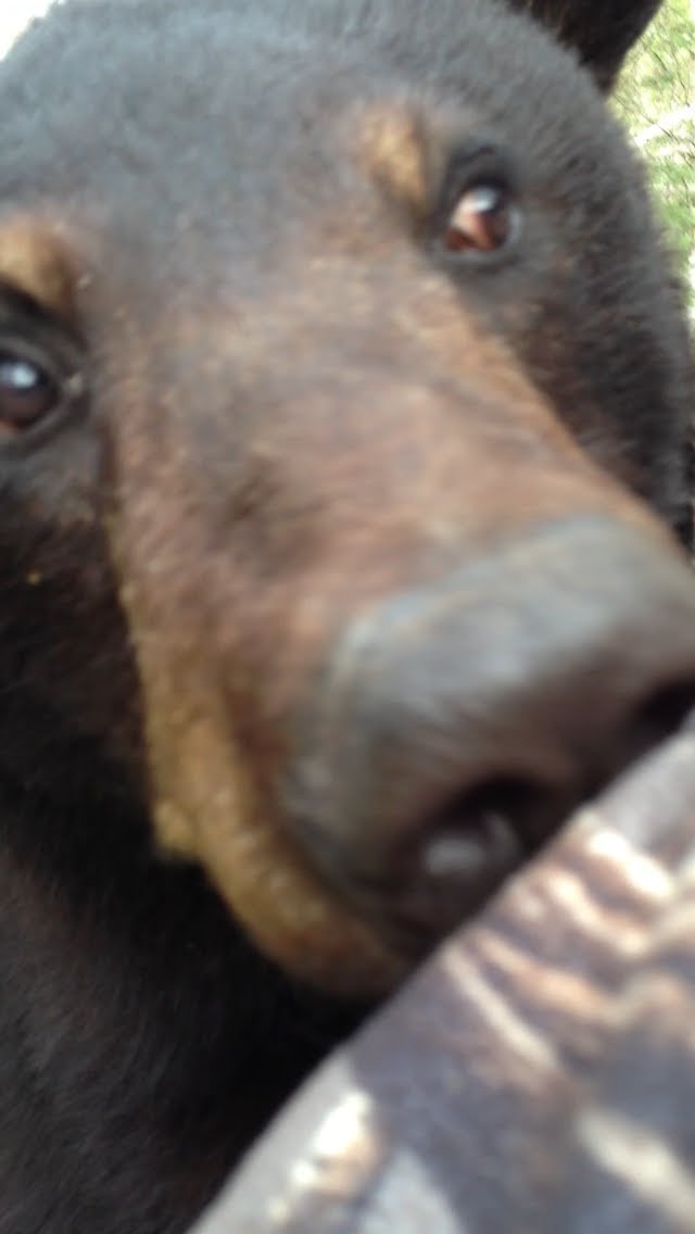 Vidéo : un ours noir grimpe à l’arbre pour renifler un chasseur à l’affut !