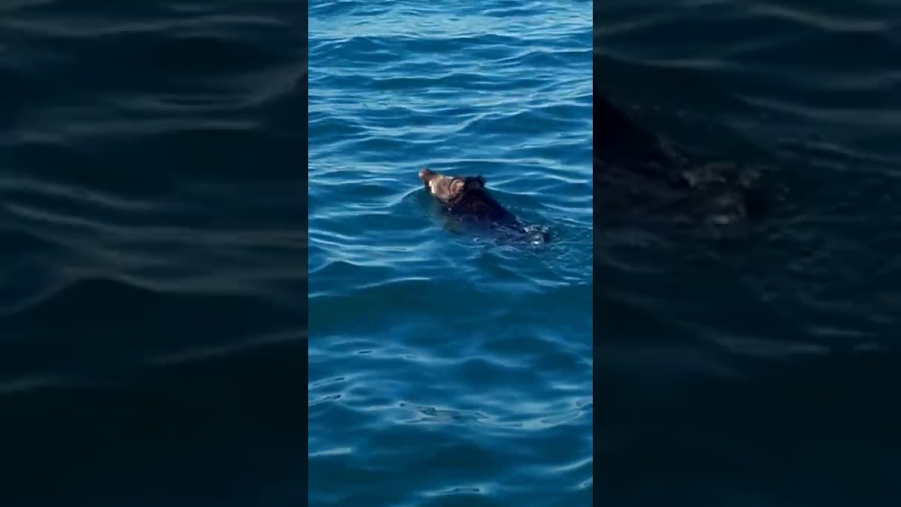 Vidéo: un sanglier filmé en pleine mer