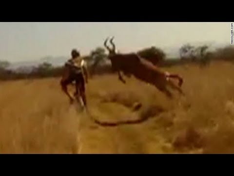 Vidéo: une antilope percute un cycliste