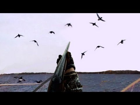 Vidéo : une belle chasse au canard dans le Manitoba