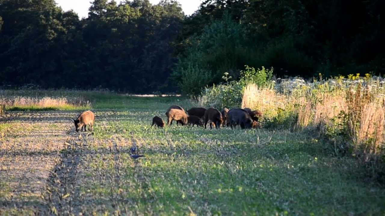 Vidéo : une grosse compagnie de sangliers s’alimente dans un champs de Colza