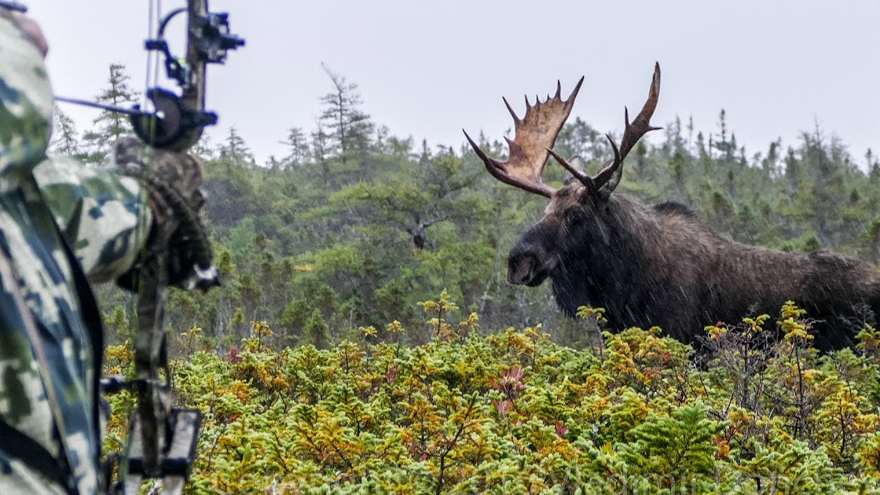 Vidéo : une saison de chasse à l’élan à l’arc