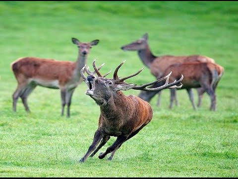 Vidéo : une saison de chasse aux cervidés en Espagne