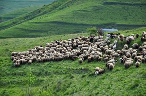 brebis-attaque-ours-ariege