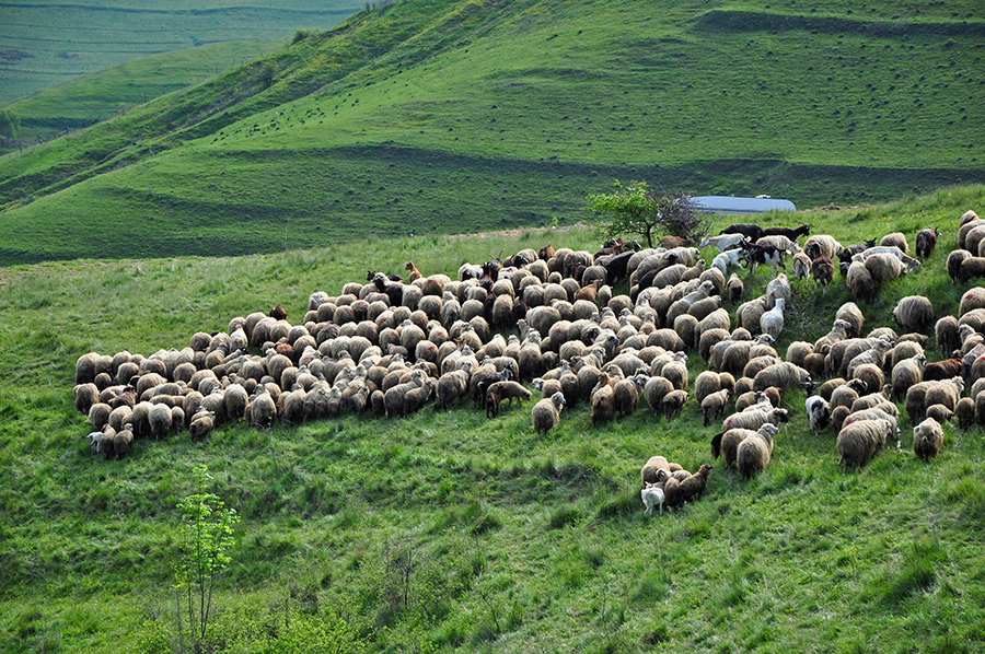 brebis-attaque-ours-ariege