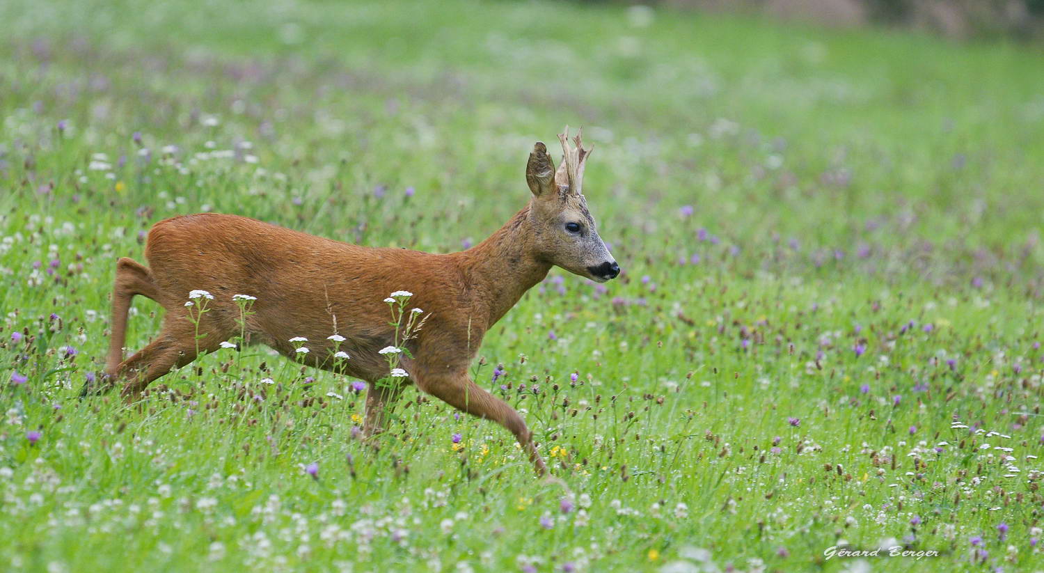 Une nouvelle maladie déclarée du chevreuil constatée par des chercheurs