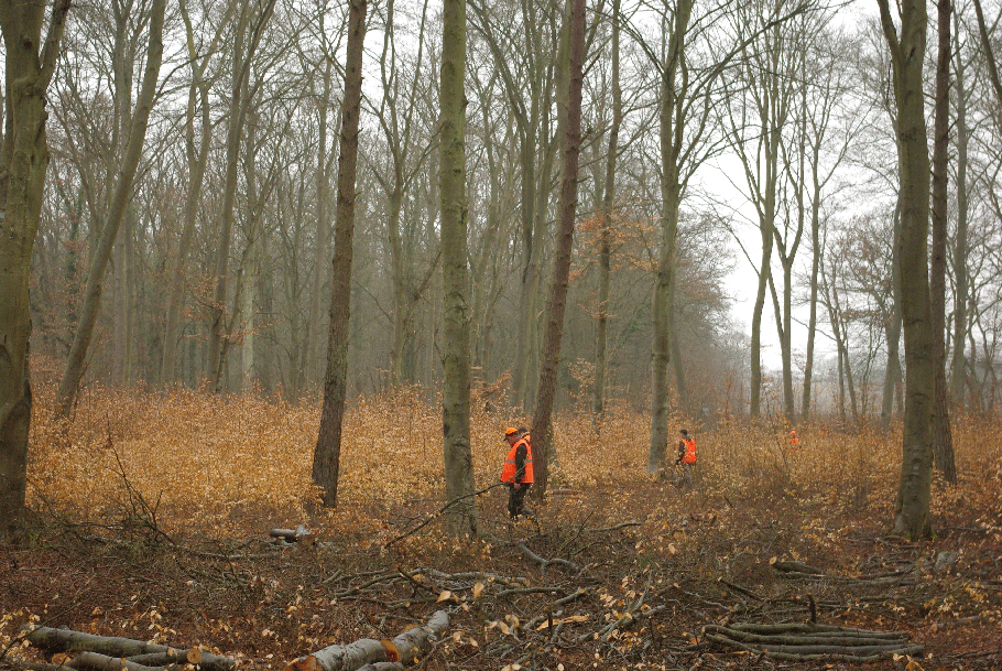 Forêt domaniale de Compiègne Lot 1 – Appel à soumission