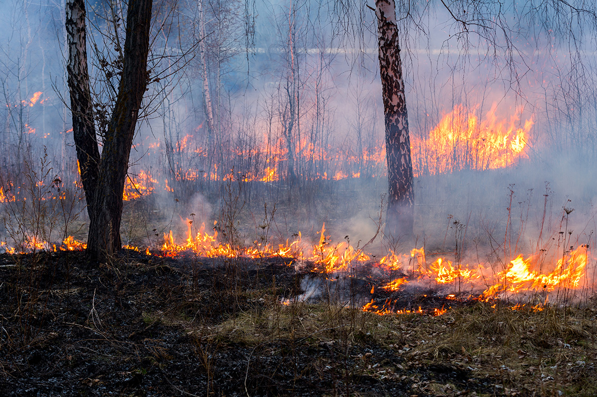 Biscarosse : les chasseurs viennent en aide à la faune et suspendent la chasse suite aux incendies