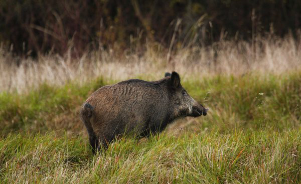 Alerte info : Cas de maladie d’Aujeszky dans les Pyrénées-Atlantiques