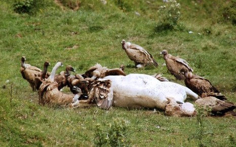 vautour-genisse-haute-savoie