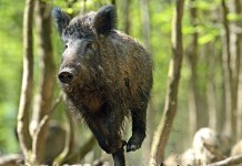 Chasse forêt domaniale ONF d'eu