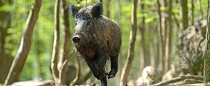 Chasse forêt domaniale ONF d'eu