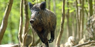Chasse forêt domaniale ONF d'eu