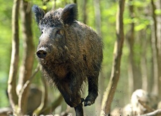 Chasse forêt domaniale ONF d'eu