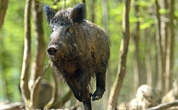 Chasse forêt domaniale ONF d'eu