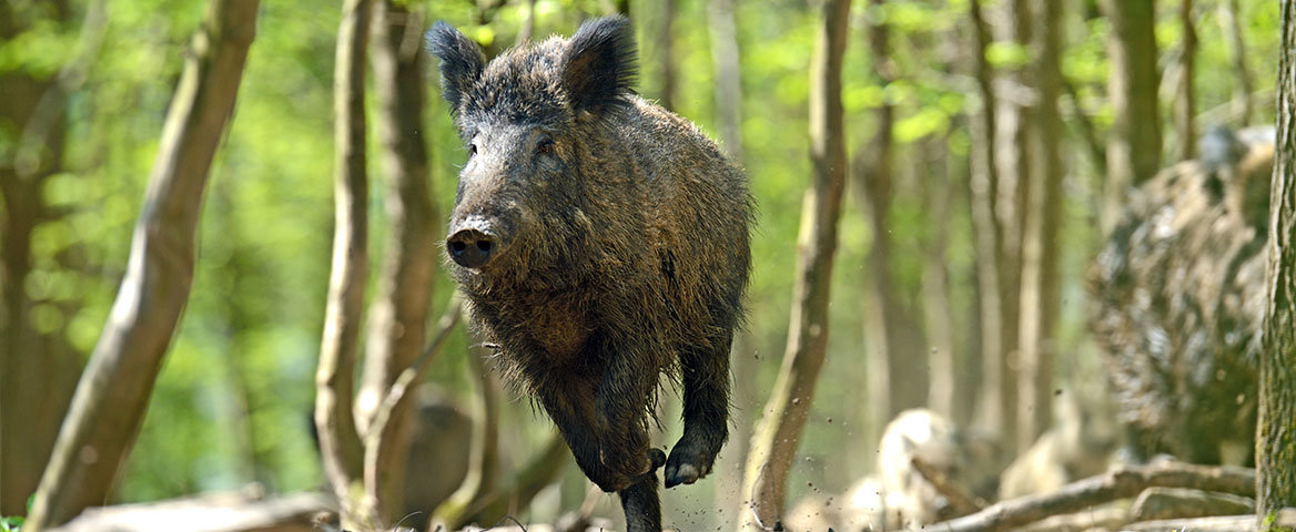 Chasse forêt domaniale ONF d'eu