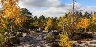 Chasse en licence dirigée par l'ONF en forêt domaniale de fontainbleau