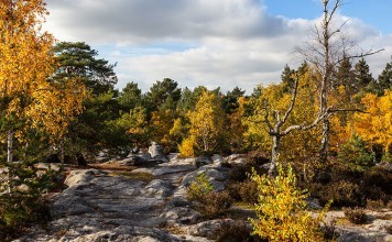 Chasse en licence dirigée par l'ONF en forêt domaniale de fontainbleau