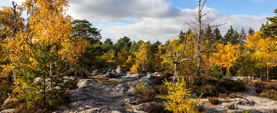 Forêt domaniale de Fontainebleau – ONF