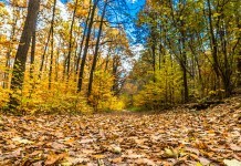 Chassez en licence dirigée par l'ONF en forêt domaniale de lyons la forêt