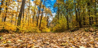 Chassez en licence dirigée par l'ONF en forêt domaniale de lyons la forêt