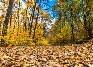 Chassez en licence dirigée par l'ONF en forêt domaniale de lyons la forêt