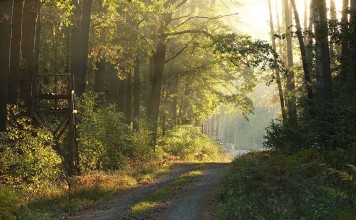 Chasse en licence dirigée par l'ONF en froêt domaniale de Notre Dame