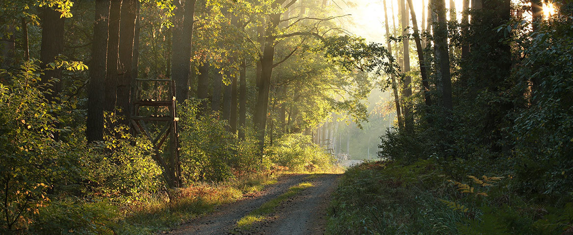 Forêt domaniale de Notre Dame – ONF