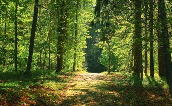 Chasse en licence dirigée en forêt Domaniale de Sénart