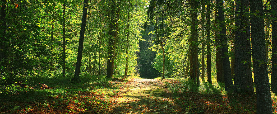 Forêt domaniale de Sénart – ONF