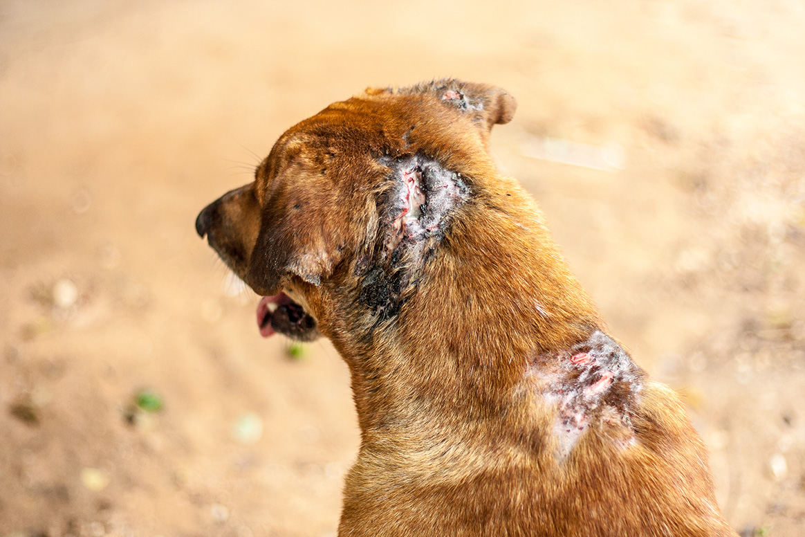 chien-battue-prison-ferme-homme-valdemarne