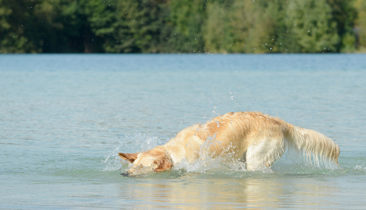 deces-chiens-cynobacterie-cher-loir